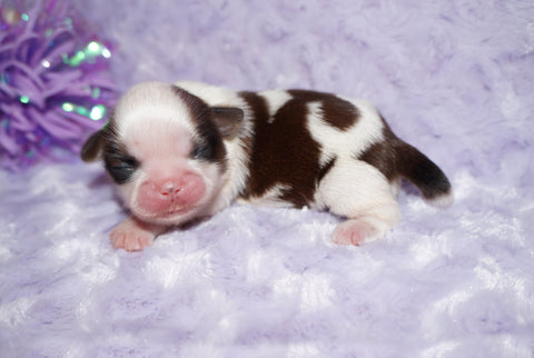 Maya AKC Registered Shih Tzu Shihtzu Female Gold And White Born 5-17-2025 Click Here For More Info
