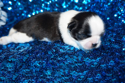 Dudley AKC Registered Shih Tzu Shihtzu Male Black And White Born 5-30-25 Click Here For More Info