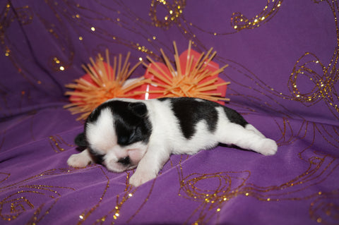 Lacey AKC Registered Shih Tzu Shihtzu Female Black And White Born 5-30-25 Click Here For More Info
