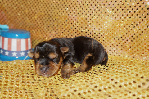 Mikey AKC Registered Yorkie Yorkshire Terrier Male Born 5-31-2024 Click Here For More Info