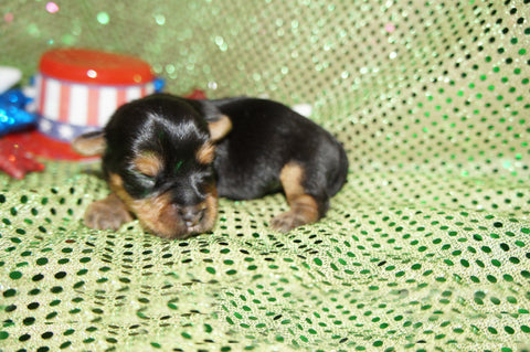 Blake AKC Registered Yorkie Yorkshire Terrier Male Born 5-31-2024 Click Here For More Info