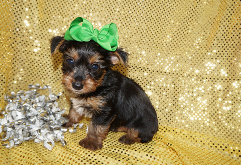 Bentley Black And Gold Yorkie Yorkshire Terrier Male Born 6-28-2025 Click Here For More Info
