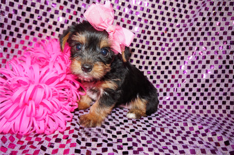 Talia Black And Gold Yorkie Yorkshire Terrier Female Born 6-28-2025 Click Here For More Info