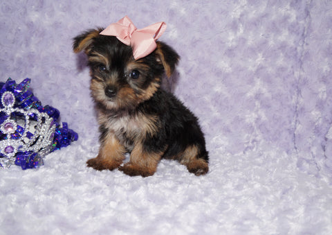 Sasha ^TEACUP^ Black And Gold Yorkie Yorkshire Terrier Female Born 6-28-2025 Click Here For More Info