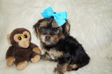 Leo AKC Registered Black And Gold Yorkie Yorkshire Terrier Male Born 7-18-2025 Click Here For More Info