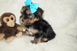 Leo AKC Registered Black And Gold Yorkie Yorkshire Terrier Male Born 7-18-2025 Click Here For More Info