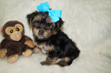 Leo AKC Registered Black And Gold Yorkie Yorkshire Terrier Male Born 7-18-2025 Click Here For More Info