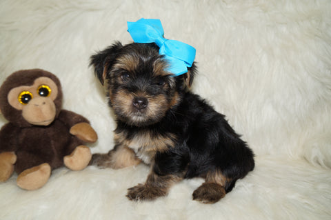 Leo AKC Registered Black And Gold Yorkie Yorkshire Terrier Male Born 7-18-2025 Click Here For More Info