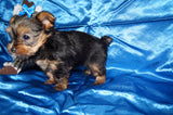 Meeko AKC  Registered Yorkie Yorkshire Terrier Male Black And Gold Born 8-10-2025 Click Here For More Info