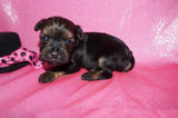 Daphne AKC Registered Yorkie Yorkshire Terrier Black And Gold Born 9-14-2025 Click Here For More Info