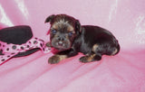 Daphne AKC Registered Yorkie Yorkshire Terrier Black And Gold Born 9-14-2025 Click Here For More Info