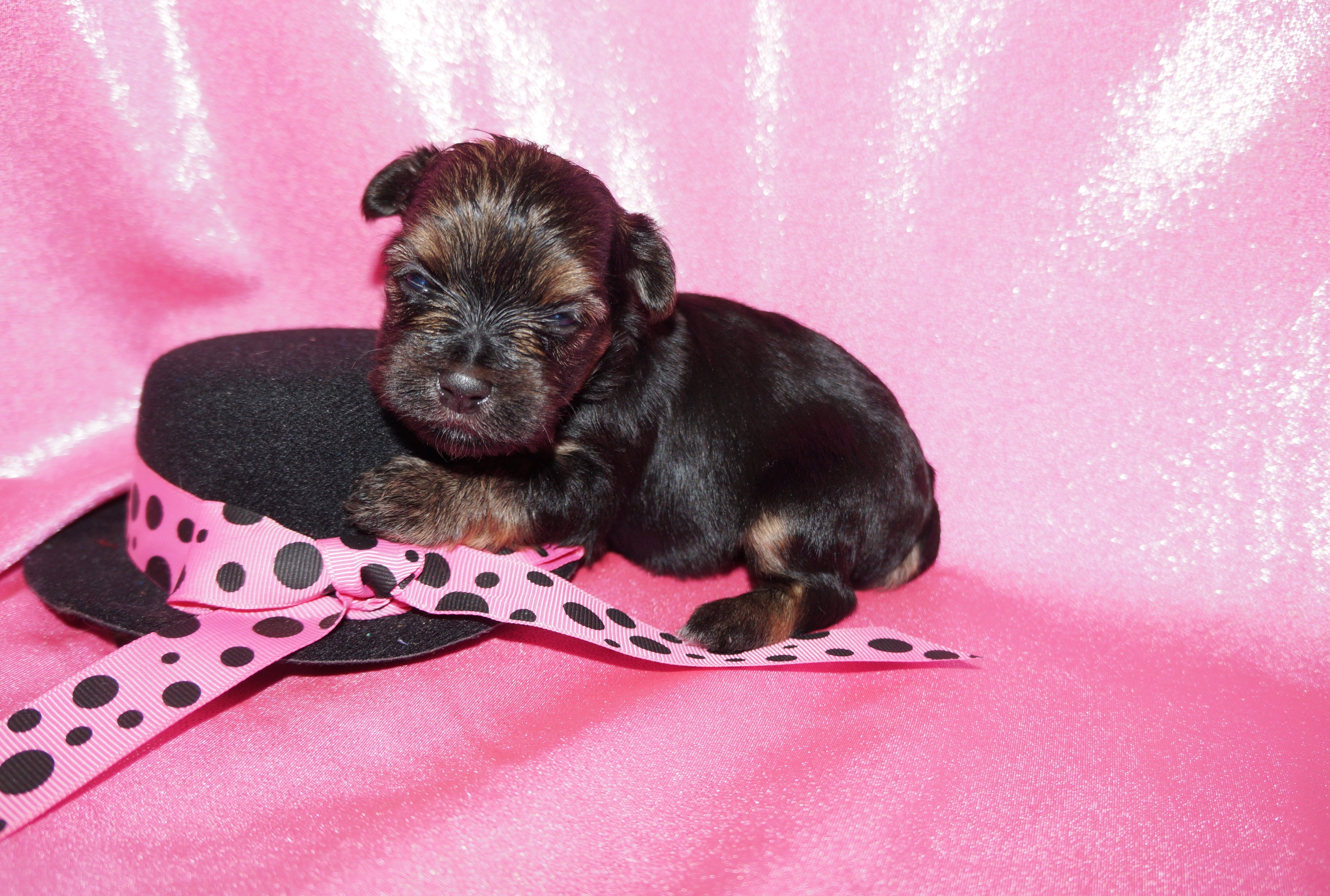 Daphne AKC Registered Yorkie Yorkshire Terrier Black And Gold Born 9-14-2025 Click Here For More Info