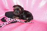 Daphne AKC Registered Yorkie Yorkshire Terrier Black And Gold Born 9-14-2025 Click Here For More Info