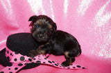 Daphne AKC Registered Yorkie Yorkshire Terrier Black And Gold Born 9-14-2025 Click Here For More Info