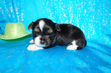 Mouse AKC Registered Yorkie Yorkshire Terrier Male Black Gold And White Born 9-14-2025 Click Here For More Info