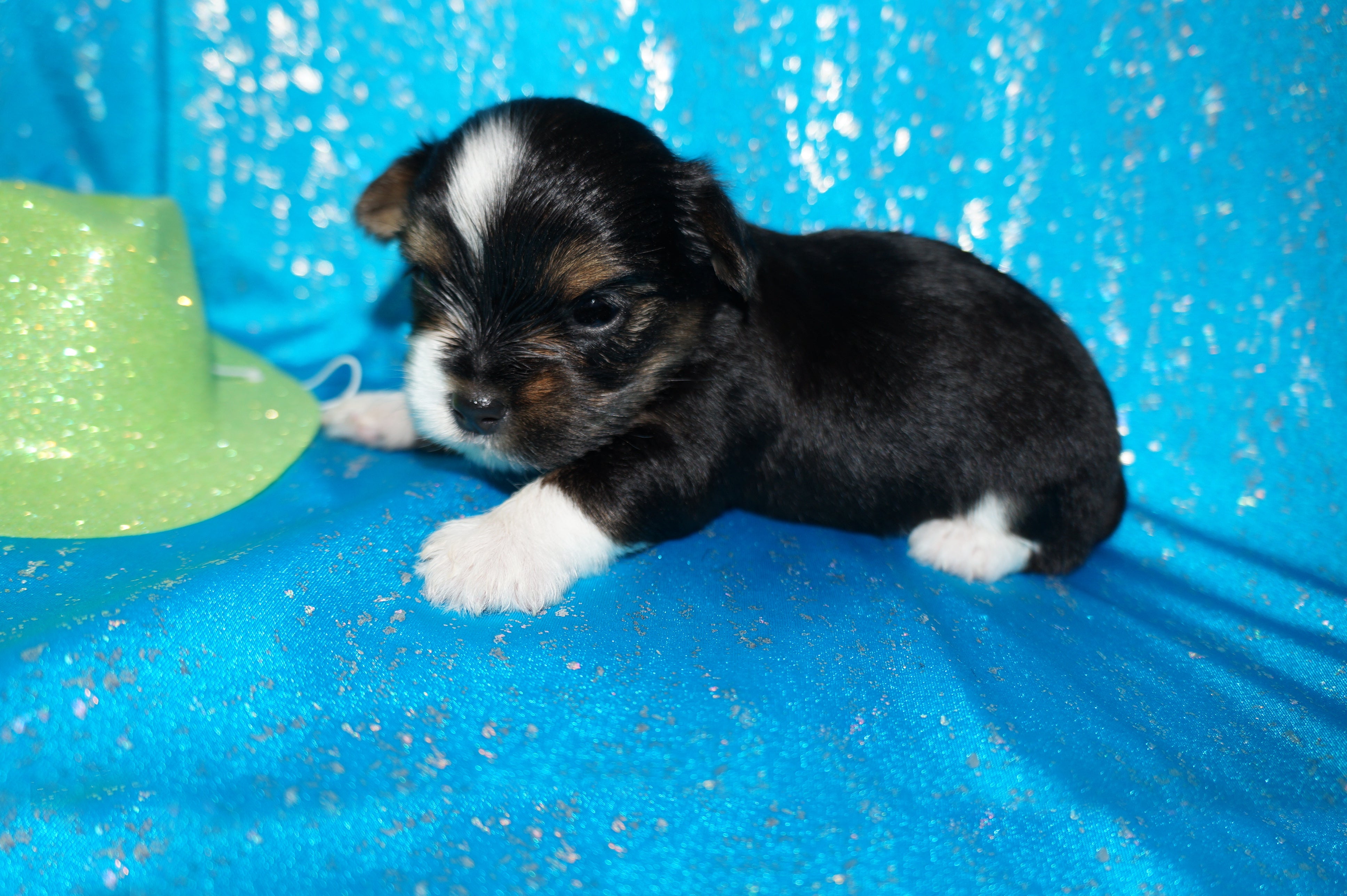 Mouse AKC Registered Yorkie Yorkshire Terrier Male Black Gold And White Born 9-14-2025 Click Here For More Info
