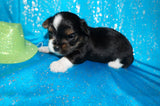 Mouse AKC Registered Yorkie Yorkshire Terrier Male Black Gold And White Born 9-14-2025 Click Here For More Info