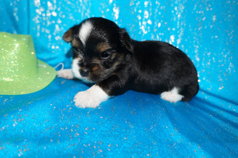 Mouse AKC Registered Yorkie Yorkshire Terrier Male Black Gold And White Born 9-14-2025 Click Here For More Info