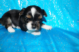 Mouse AKC Registered Yorkie Yorkshire Terrier Male Black Gold And White Born 9-14-2025 Click Here For More Info