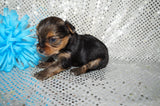 Tucker AKC Registered Yorkie Yorkshire Terrier Male Black And Gold Born 9-14-2025 Click Here For More Info