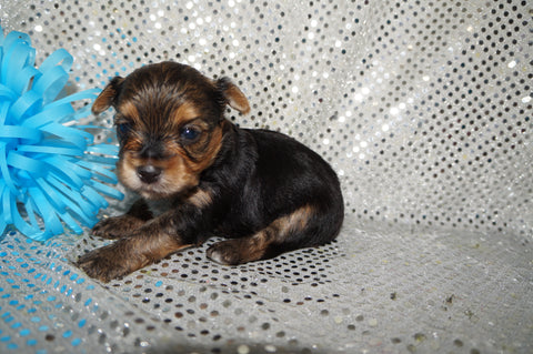 Tucker AKC Registered Yorkie Yorkshire Terrier Male Black And Gold Born 9-14-2025 Click Here For More Info