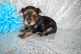Tucker AKC Registered Yorkie Yorkshire Terrier Male Black And Gold Born 9-14-2025 Click Here For More Info
