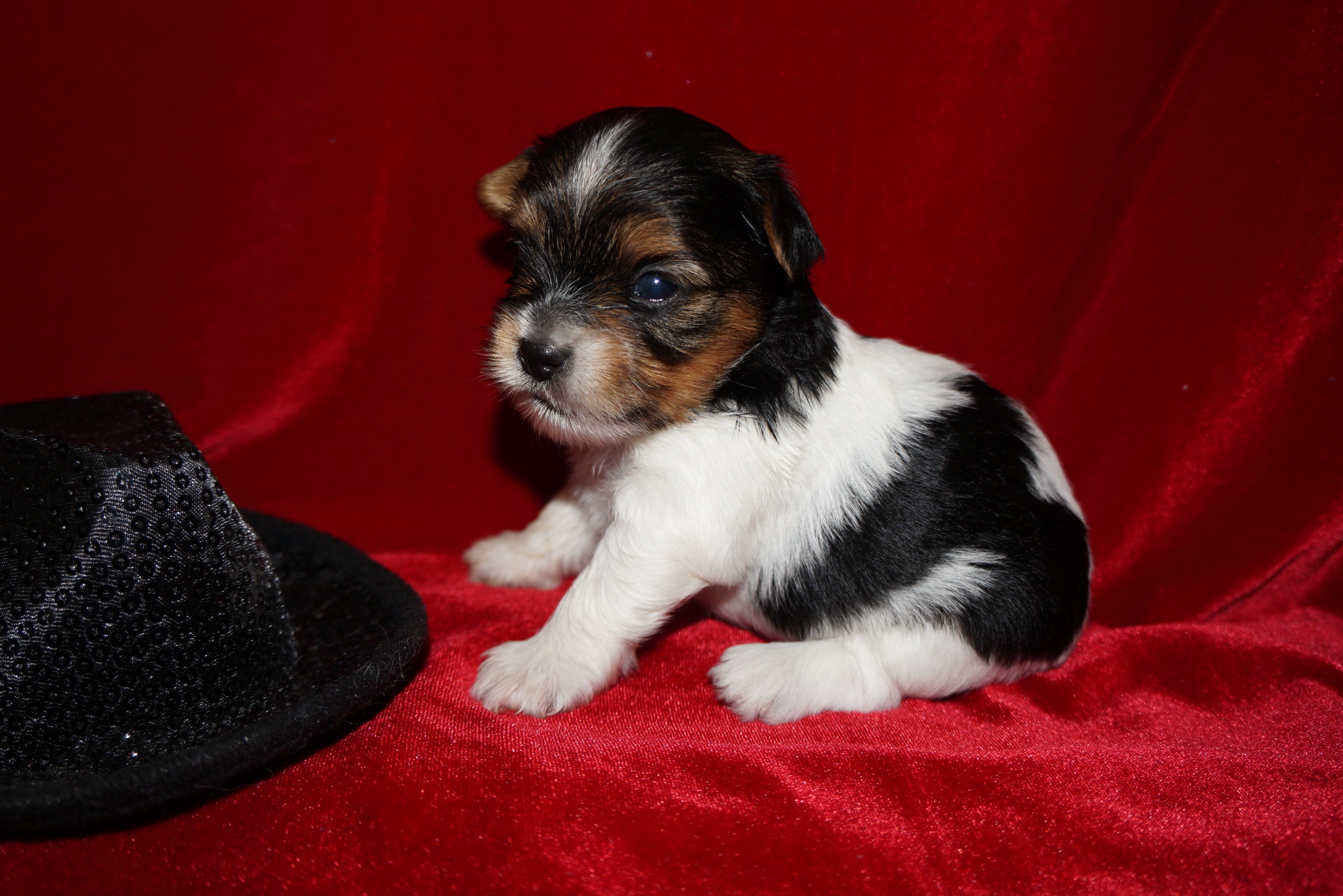 Ray Ray AKC Registered Yorkie Yorkshire Terrier Male Parti Born 9-14-2025 Click Here For More Info