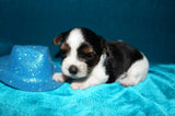Bryce  AKC Registered Yorkie Yorkshire Terrier Male Parti Born 9-14-2025 Click Here For More Info