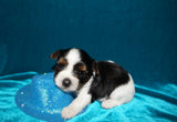 Bryce  AKC Registered Yorkie Yorkshire Terrier Male Parti Born 9-14-2025 Click Here For More Info