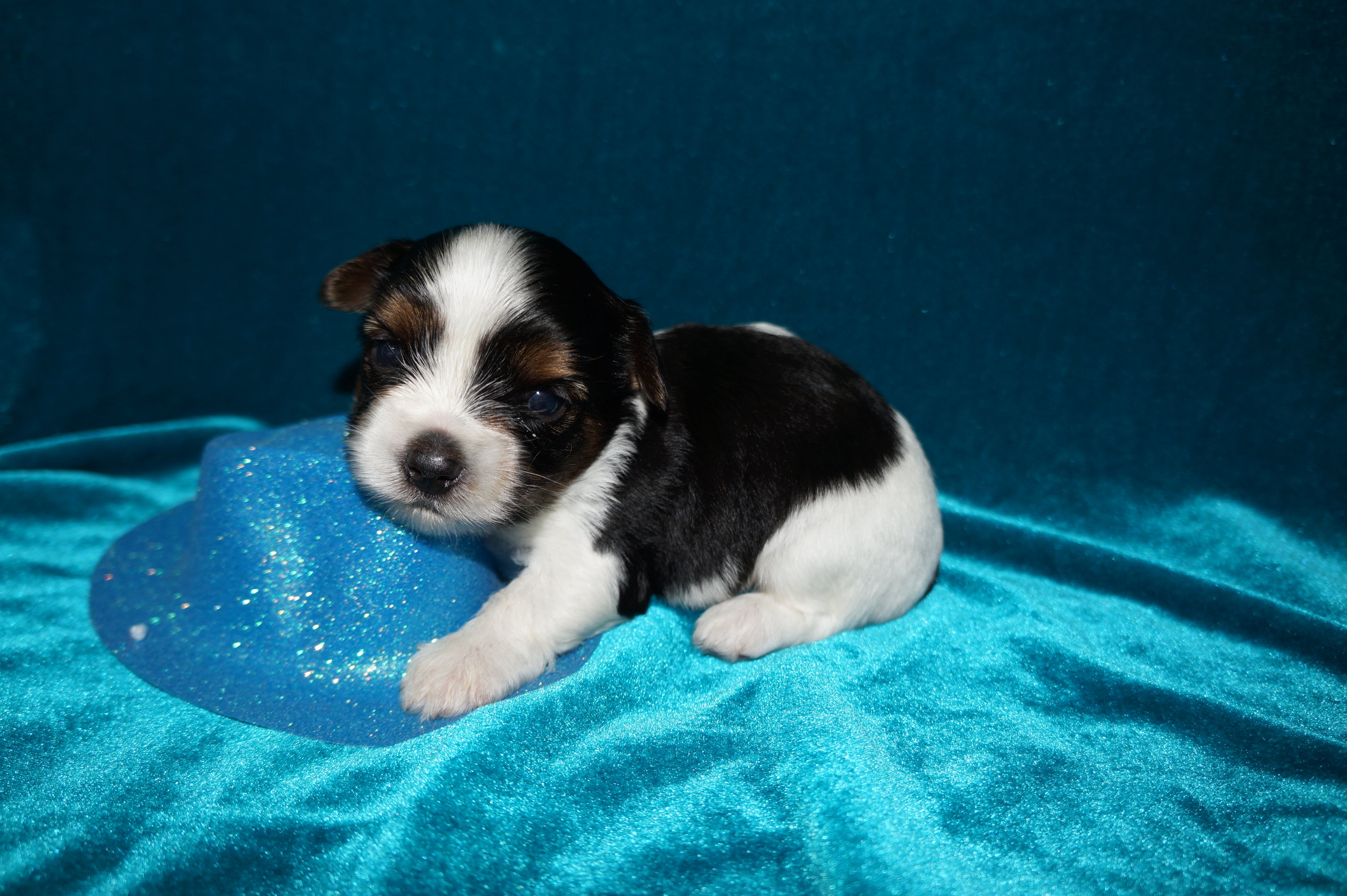 Bryce  AKC Registered Yorkie Yorkshire Terrier Male Parti Born 9-14-2025 Click Here For More Info