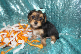 Salem AKC Registered Teacup Yorkie Yorkshire Terrier Male Black And Gold Born 9-6-2025 Click Here For More Info