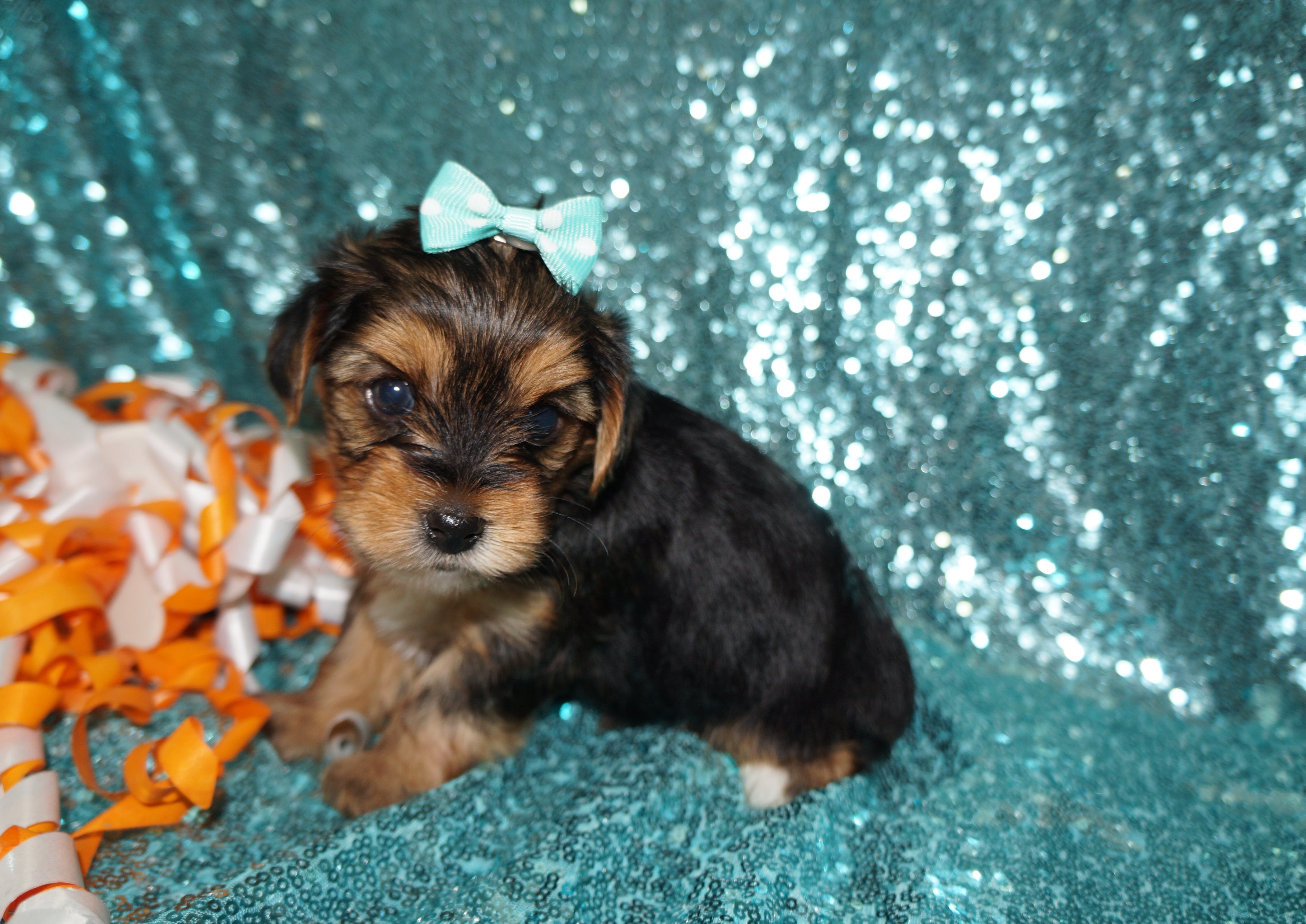 Salem AKC Registered Teacup Yorkie Yorkshire Terrier Male Black And Gold Born 9-6-2025 Click Here For More Info