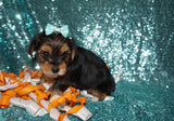 Salem AKC Registered Teacup Yorkie Yorkshire Terrier Male Black And Gold Born 9-6-2025 Click Here For More Info
