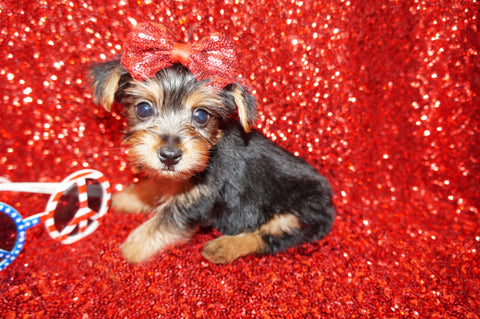 Yorkie Puppies