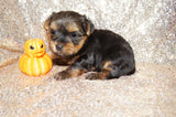 Oliver AKC Registered Yorkie Yorkshire Terrier Male Black And Gold Born 9-2-2025 Click Here For More Info