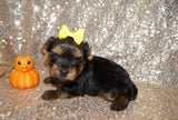 Oliver AKC Registered Yorkie Yorkshire Terrier Male Black And Gold Born 9-2-2025 Click Here For More Info