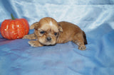 Mason AKC Registered Shih Tzu Male ^RARE^ RED GOLD Born 9-16-2025 Click Here For More Info