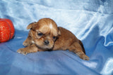 Mason AKC Registered Shih Tzu Male ^RARE^ RED GOLD Born 9-16-2025 Click Here For More Info