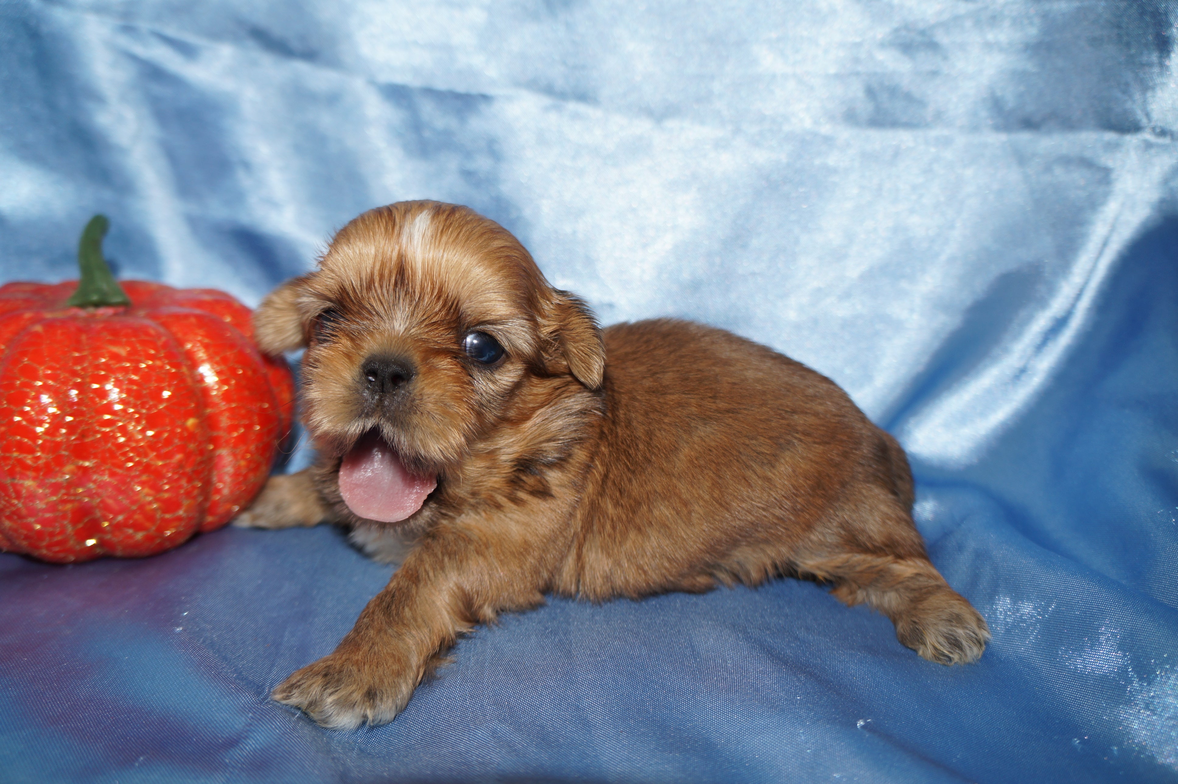 Mason AKC Registered Shih Tzu Male ^RARE^ RED GOLD Born 9-16-2025 Click Here For More Info