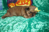 Thor AKC Registered Shih Tzu Male GOLD Born 9-16-2025 Click Here For More Info