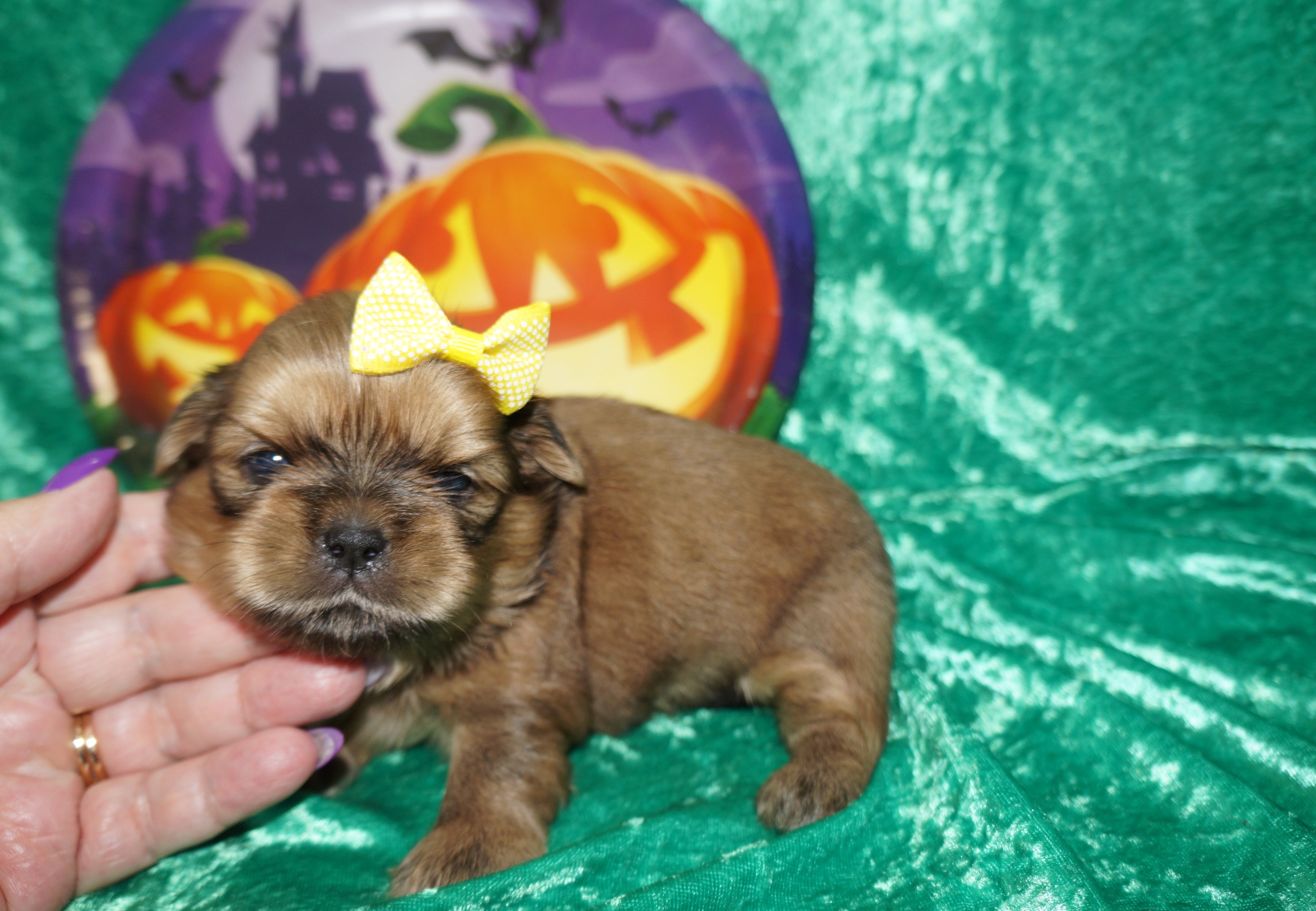 Thor AKC Registered Shih Tzu Male GOLD Born 9-16-2025 Click Here For More Info