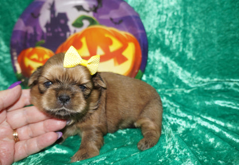 Thor AKC Registered Shih Tzu Male GOLD Born 9-16-2025 Click Here For More Info