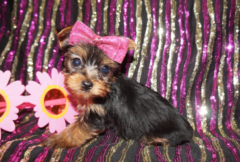Yorkie Puppies