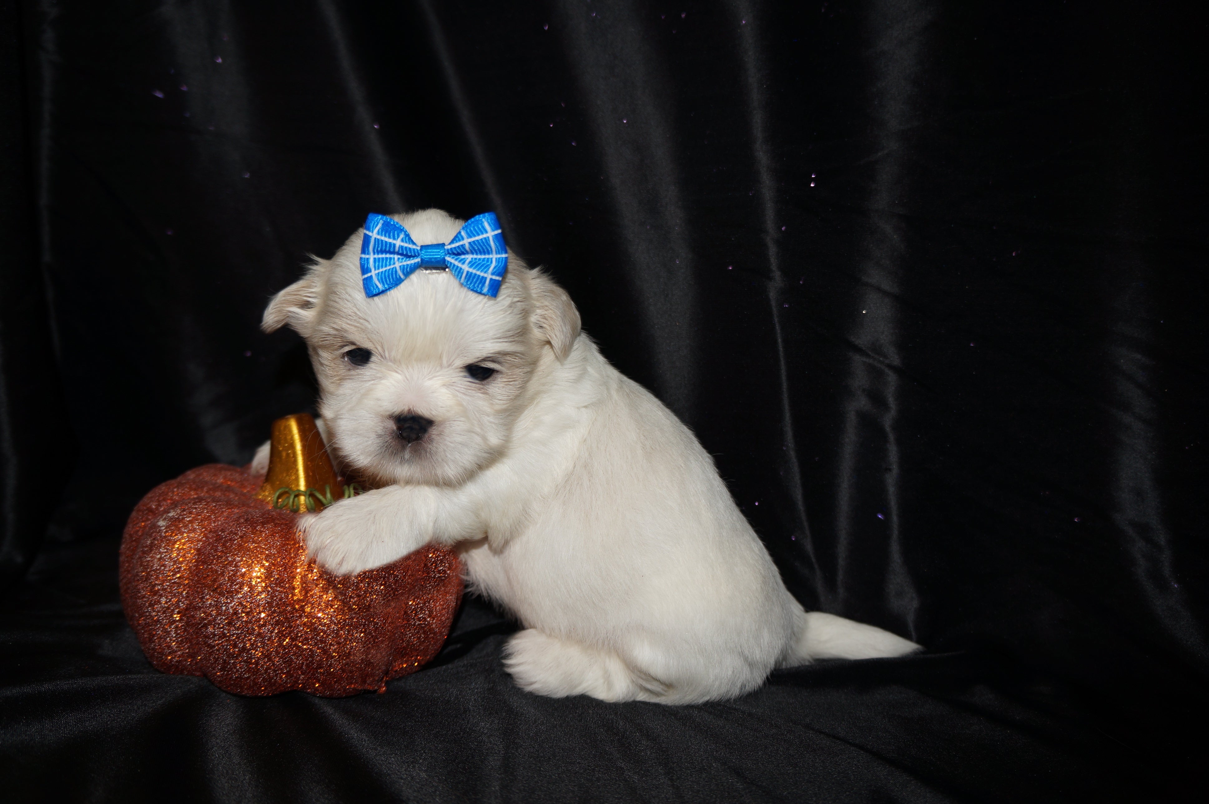 Casper AKC Registered Shih Tzu Male ^RARE^ WHITE!! Born 9-13-2025 Click Here For Info