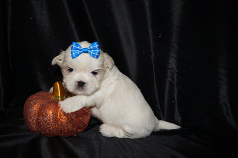 Casper AKC Registered Shih Tzu Male ^RARE^ WHITE!! Born 9-13-2025 Click Here For Info