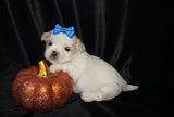 Casper AKC Registered Shih Tzu Male ^RARE^ WHITE!! Born 9-13-2025 Click Here For Info