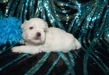 Max AKC Registered Shih Tzu Male ^RARE^ WHITE!! Born 9-13-2025 Click Here For Info
