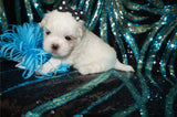 Max AKC Registered Shih Tzu Male ^RARE^ WHITE!! Born 9-13-2025 Click Here For Info