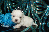 Max AKC Registered Shih Tzu Male ^RARE^ WHITE!! Born 9-13-2025 Click Here For Info
