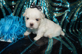 Max AKC Registered Shih Tzu Male ^RARE^ WHITE!! Born 9-13-2025 Click Here For Info